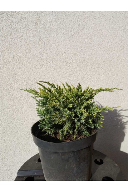 Можжевельник чешуйчатый Дрим Джой - 3л/вис.10-15см/Ø20-30см/3 роки